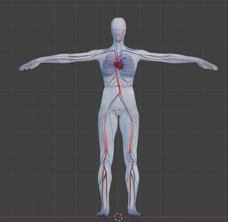 Dolaşım Sistemi Anatomisi